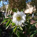 Anemone nemorosa 'Pleuger's Plena'