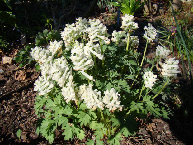 Corydalis solida 'White King'