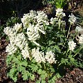 Corydalis solida 'White King'