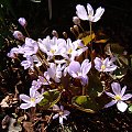 Jeffersonia dubia