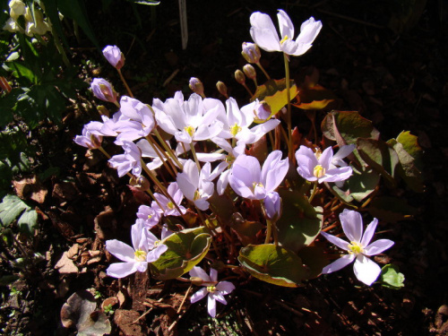 Jeffersonia dubia