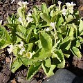 Primula x pubescens 'Beverly White'