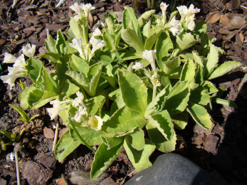 Primula x pubescens 'Beverly White'