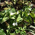 Trillium grandiflorum