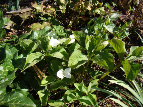 Trillium grandiflorum