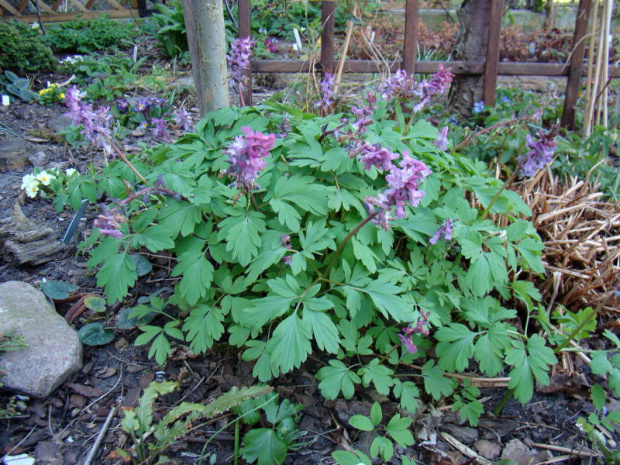 Corydalis cava