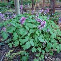 Corydalis cava