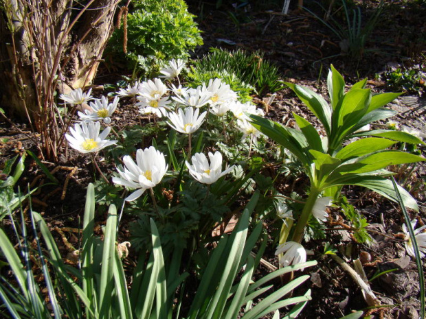 Anemone blanda 'White Splendour'