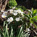 Anemone blanda 'White Splendour'