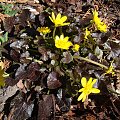 Ranunculus ficaria 'Brazen Hussy'