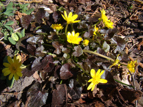 Ranunculus ficaria 'Brazen Hussy'