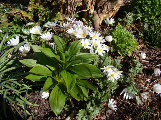 Anemone blanda 'White Splendour'