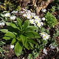 Anemone blanda 'White Splendour'