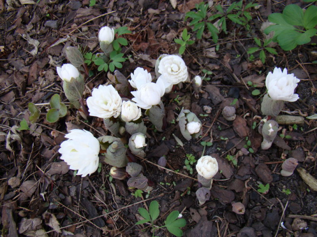 Sanguinaria canadensis 'Multiplex'