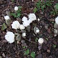 Sanguinaria canadensis 'Multiplex'