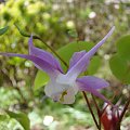 Epimedium macrosepalum