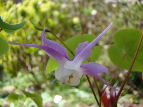 Epimedium macrosepalum