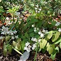 Epimedium x youngianum 'Niveum'