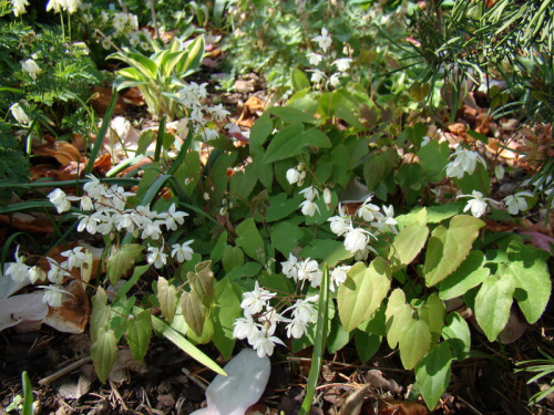 Epimedium x youngianum 'Niveum'