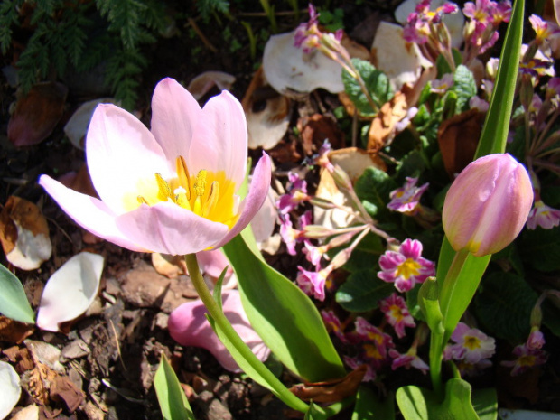 Tulipa saxatilis 'Lilac Wonder'