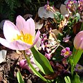 Tulipa saxatilis 'Lilac Wonder'