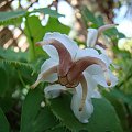 Epimedium epsteinii