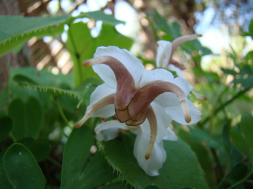 Epimedium epsteinii