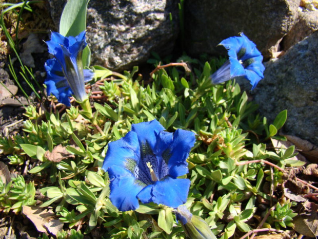 Gentiana acaulis