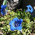 Gentiana acaulis