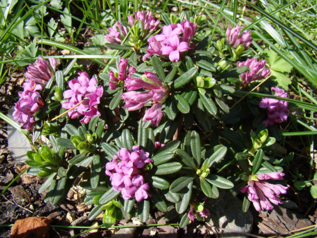 Daphne arbuscula x sericea