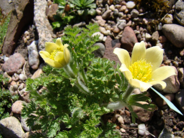 Pulsatilla caucasica