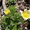 Pulsatilla caucasica