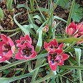 Tulipa 'Little Beauty'