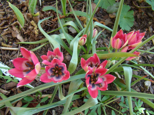 Tulipa 'Little Beauty'