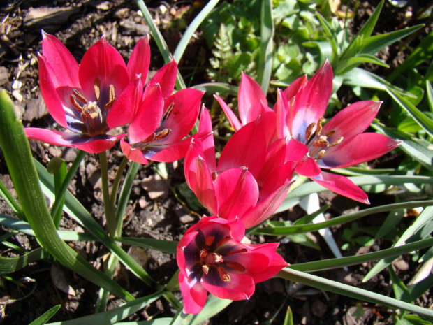 Tulipa 'Little Beauty'