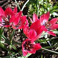 Tulipa 'Little Beauty'