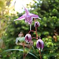 Epimedium grandiflorum 'Beni Chidori'