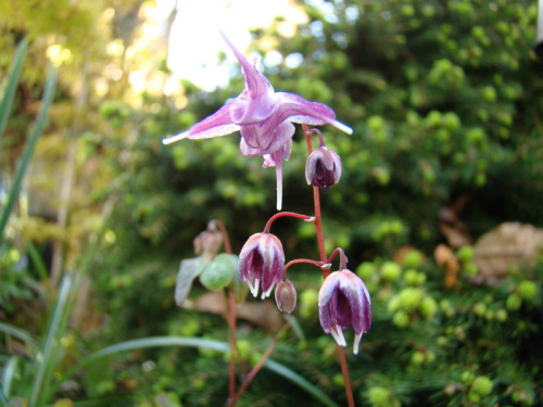 Epimedium grandiflorum 'Beni Chidori'