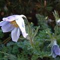 Pulsatilla turczaninowii