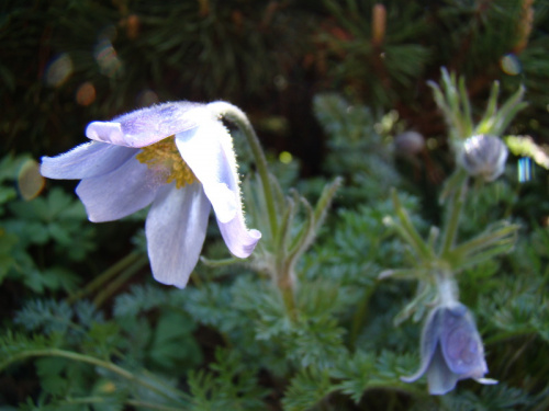 Pulsatilla turczaninowii