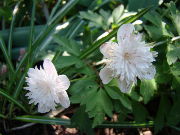 Anemone nemorosa 'Lehna