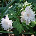 Anemone nemorosa 'Lehna