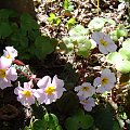 Primula 'Guinevere'