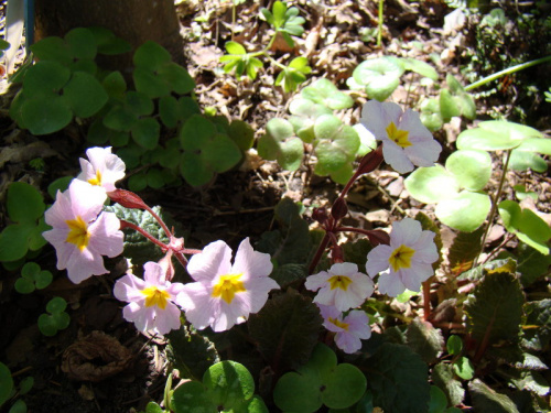 Primula 'Guinevere'