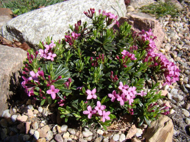 Daphne x schlyteri 'Bile Policany'