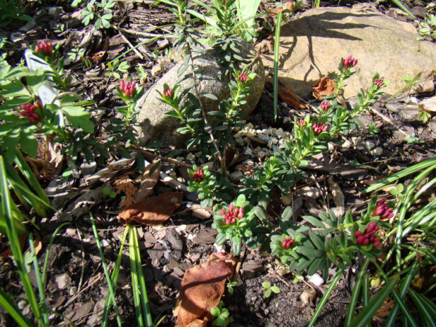 Daphne cneorum var. verlotii