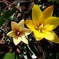 Tulipa clusiana var. chrysantha.