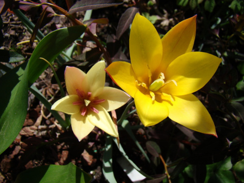 Tulipa clusiana var. chrysantha.