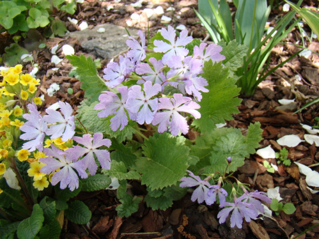 Primula sieboldii 'Kuomi'