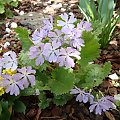 Primula sieboldii 'Kuomi'